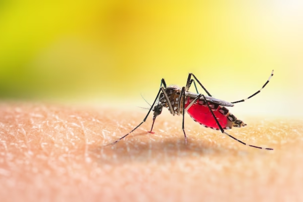 The Role of Mosquito Control in Preventing Dengue Outbreaks